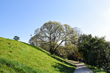 Fototapeta na wymiar Chemin du Parc Beaumont à Pau