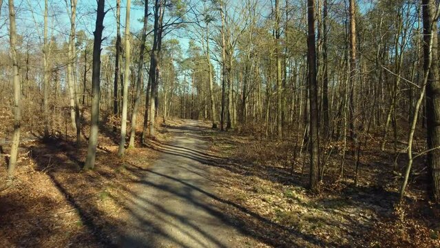 forest path drone video slow flight