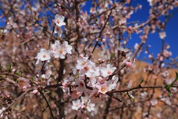 Almond blossoms in Morocco