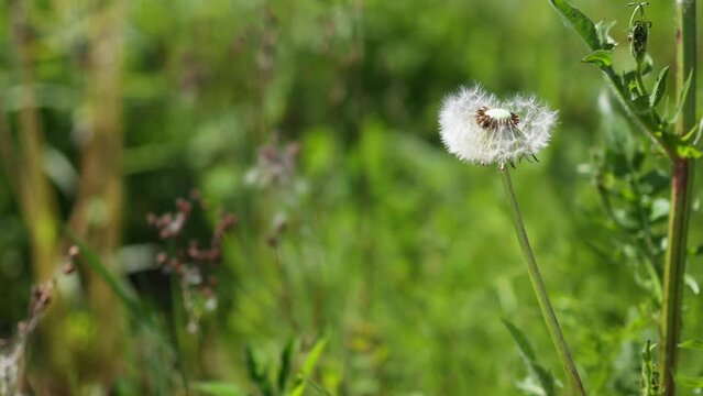 fluffy dandelion flower seeds blown away in defocused green natural background. dandelion baldy head flower with ripe fluffy parachutes. concept hair loss problems. fragile nature, ecology