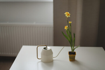 Watering can and daffodil in a pot. Gardening, Spring and Easter concept
