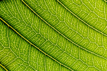 Abstract closeup green leaf texture background
