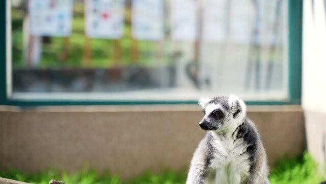 16 lemur little monkeys with big black and white tails jump on trees outside on a sunny day