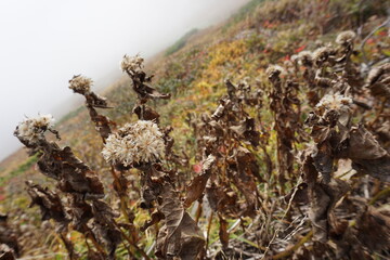 高山植物
