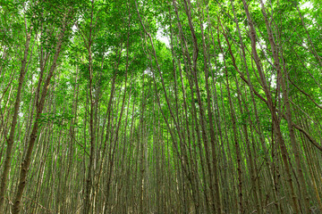 Beautiful green forest raining day