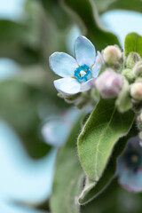 Fresh blue tweedia flower on the blue background close up macro. 	