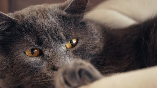 Close up portrait of a  british fold cat with yellow eyes at home