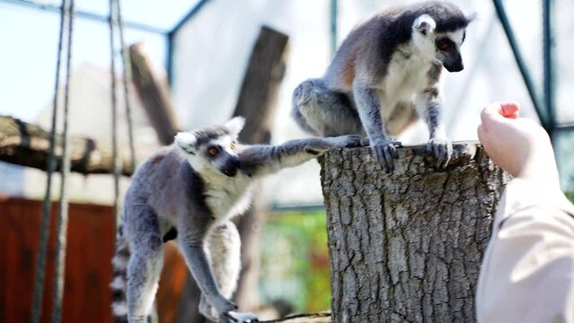 18 lemur little monkeys with big black and white tails jump on trees outside on a sunny day