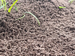 green plant