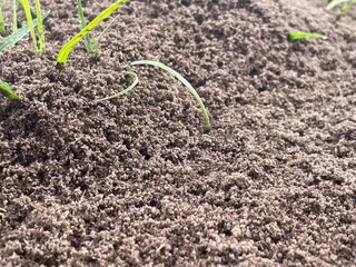 grass in soil