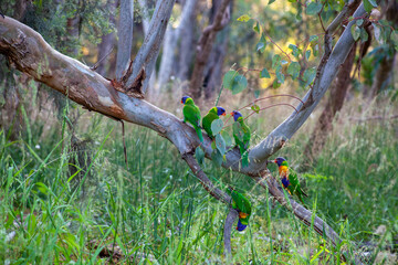 Rainbow Lorikeets