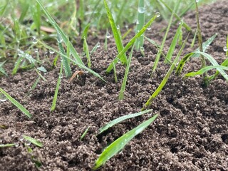 onion in the ground