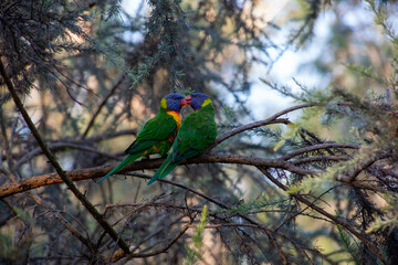 Rainbow Lorikeets
