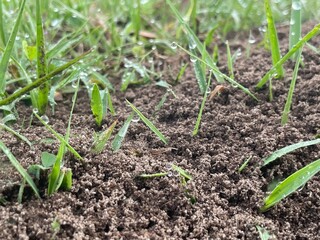 onions growing in the field