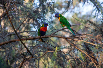 Rainbow Lorikeets