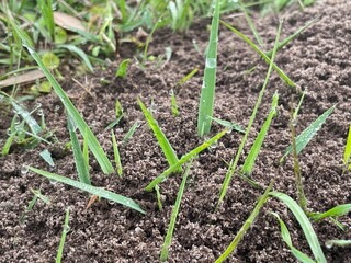 onion in the garden