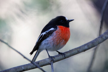 Red Robin Scarlet Robin