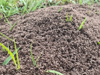 grass growing in soil
