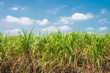 Agriculture sugarcane field farm with blue sky in sunny day background and copy space, Thailand. Sugar cane plant tree in countryside for food industry or renewable bioenergy power.