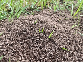 grass in soil