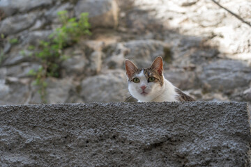 Cute cat sitting on a sidewalk in the Old Town of Kotor, Montenegro, Europe