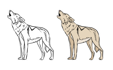 Illustration for a coloring book in color and black and white. Drawing of a wolf on a white isolated background. High quality illustration