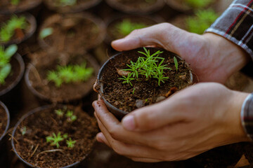 Gardening concept a farmer culling the green seedlings before removing them from pots to growing in the prepared soil plot