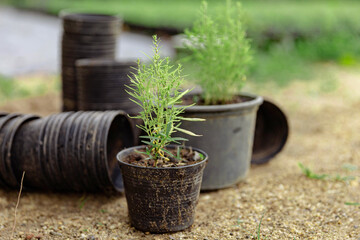 Female gardener concept two green herbs in the black plastic pots placing on the ground with other empty black pots lying down