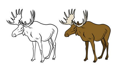 Illustration for a coloring book in color and black and white. Drawing of a elk on a white isolated background. High quality illustration