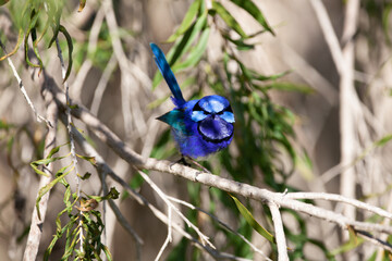 Splendid Fairy Wren Blue Wren