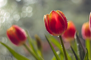 Fototapeta czerwone tulipany obraz