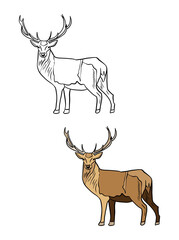 Illustration for a coloring book in color and black and white. Drawing of a deer on a white isolated background. High quality illustration