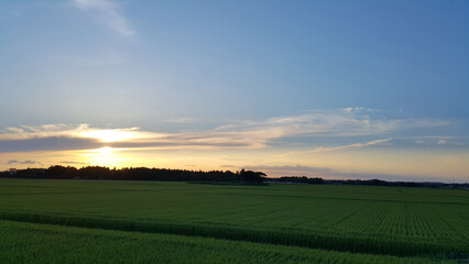 sunset over rice field, Kujukuri, Chiba Prefecture, Japan