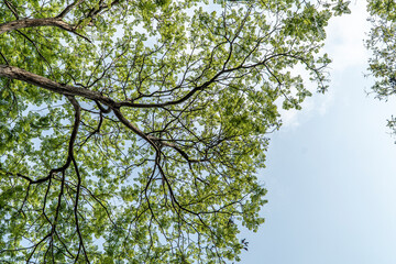 Obraz premium Under the big tree and with branch magnify