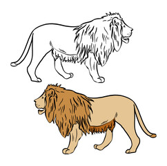 Illustration for a coloring book in color and black and white. Drawing of a lion on a white isolated background. High quality illustration