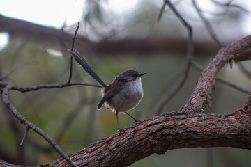 Red Winged Wren Fairy Wren