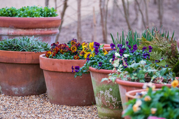 Terracotta flower pots filled with textured red and yellow viola cornuta flowers by the name Tiger Eye Yellow.