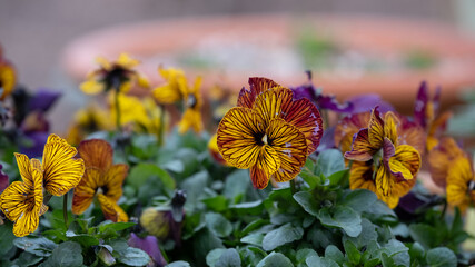 Terracotta flower pots filled with textured red and yellow viola cornuta flowers by the name Tiger...
