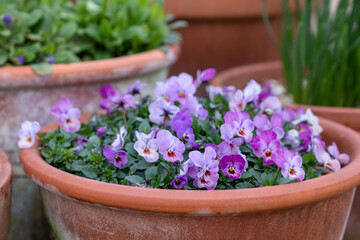 Terracotta flower pots filled with pretty pink purple viola cornuta flowers.