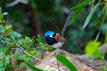 Red Winged Wren Fairy Wren © Michelle
