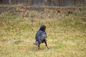 View of a crow from behind.
