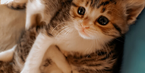 Tiny Cute Yellow Kittens  © gezginlobiya