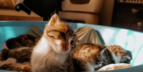 Tiny Cute Yellow Kittens  © gezginlobiya