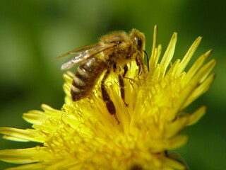 Bee on a Flower Closeup