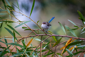 Splendid Blue Wren
