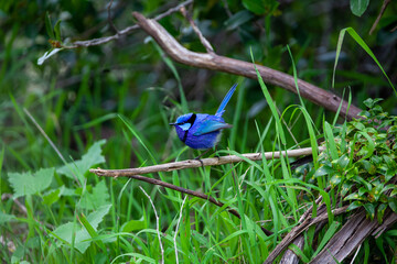 Splendid Blue Wren