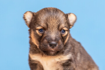 Small brown puppy close up on a blue background