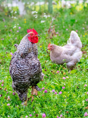 Gray spotted rooster and chickens in the garden of the farm on the grass looking for food