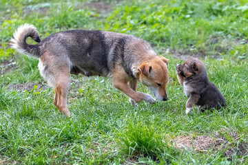 A small puppy is playing next to his mother in a garden on the grass