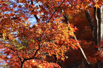 日差しに輝く紅葉
